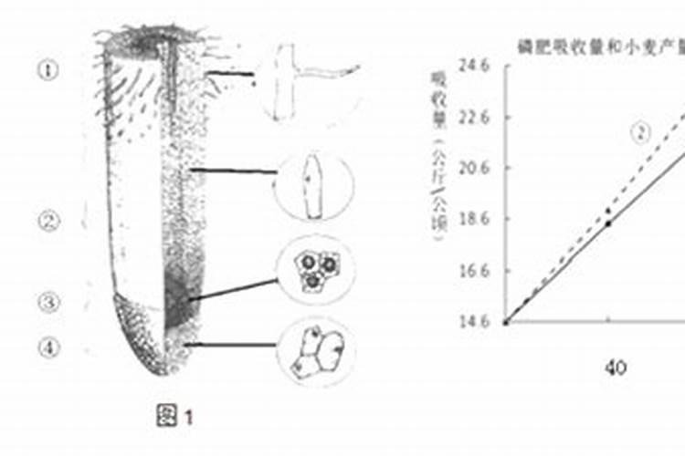 钙镁磷肥料的作用与功效