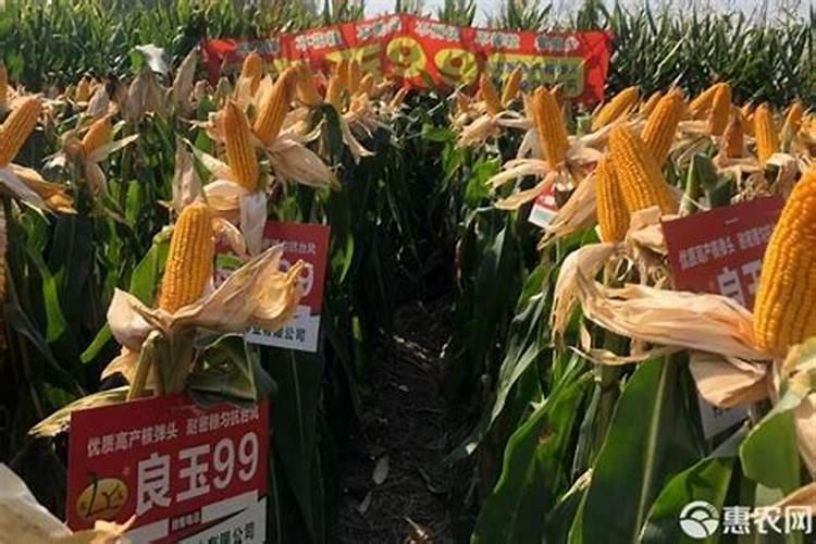 小麦现在就要成熟了,打什么药能抗干热风？得了干热风怎么办