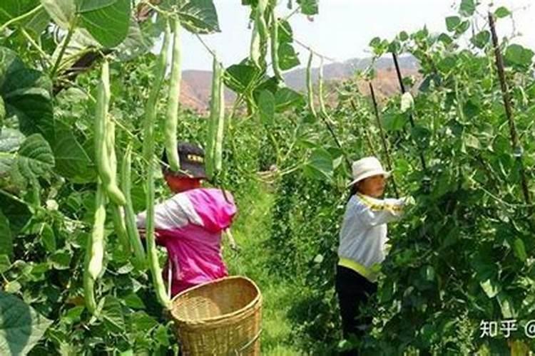青苹果绿植怎么养