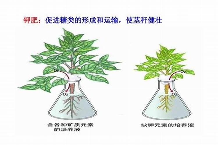什么肥能让植物根茎粗壮