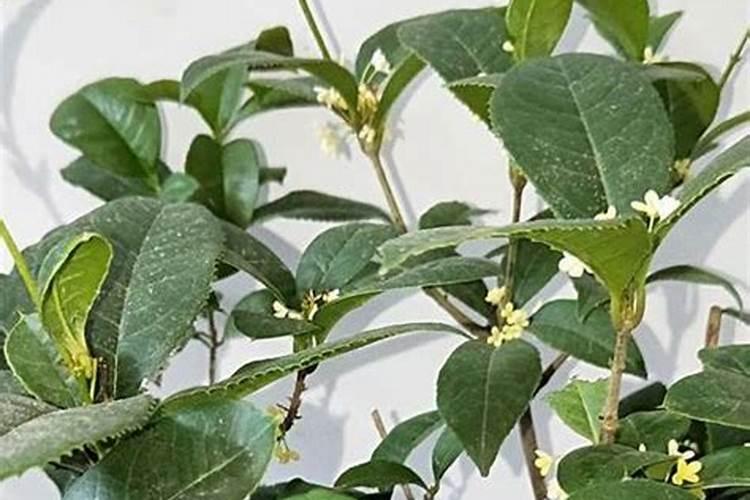 桂花花期能施肥吗,开花时怎么浇水
