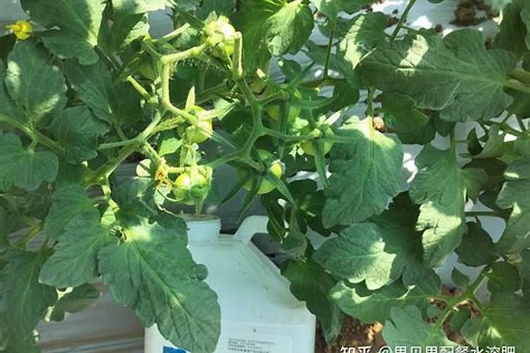 氮肥,磷肥,钾肥的作用是什么？