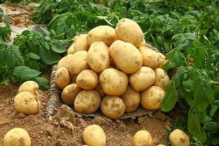 自家种的丝瓜,为什么结果率很低而且很多结了一半萎了？