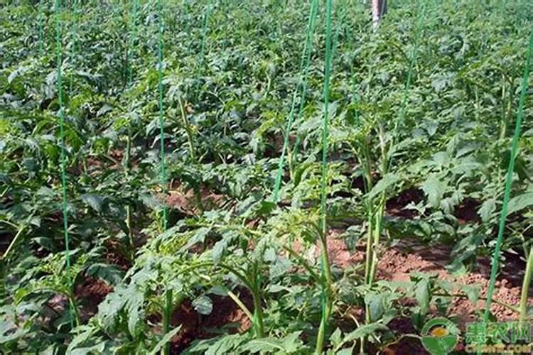 西红柿什么时候施肥最好