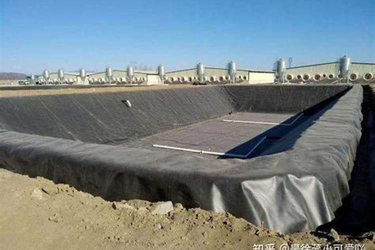 冬季养一盆银叶菊,零下十度也不怕,管理简单,但要注意哪几点呢？