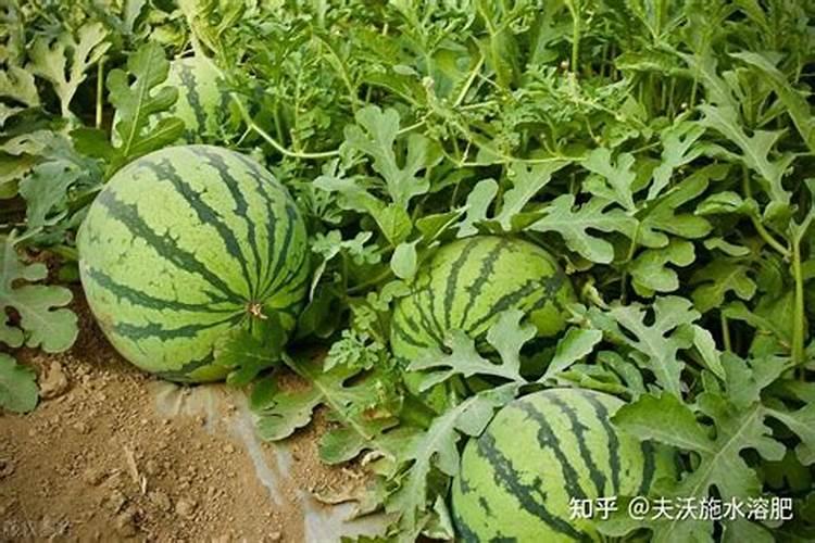 露地西瓜结果期的主要管理措施