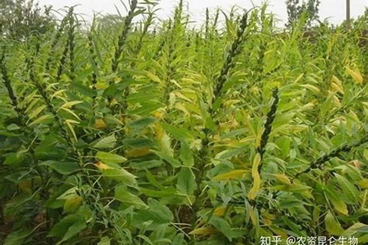 芝麻追肥用什么肥料好？