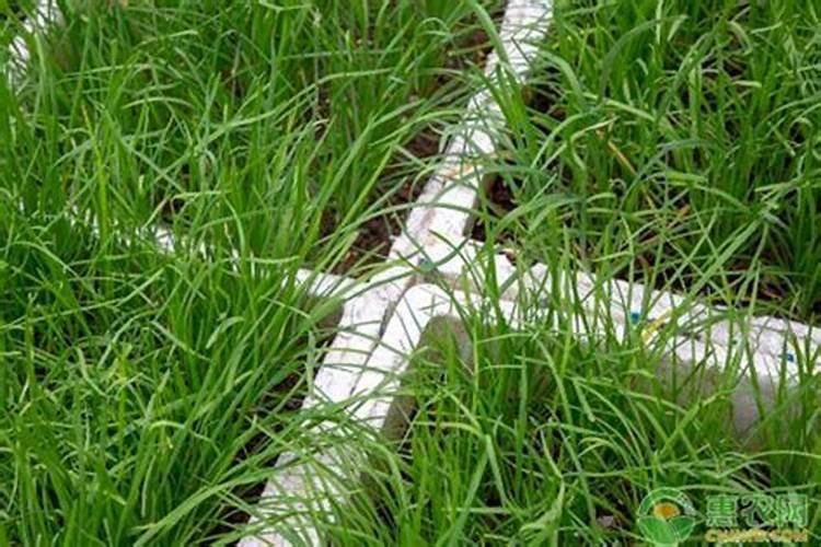 磷酸二氢钾怎么在蔬菜上使用