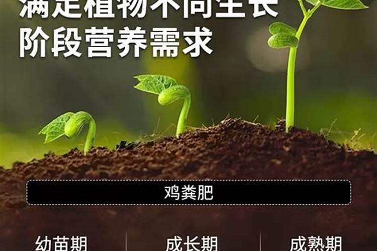 如何种植鹰嘴桃