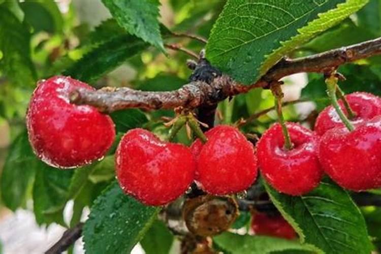 要让面包虫养殖过程不出现难闻气味该怎么养？