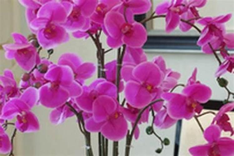 大蒜营养特性与需肥特点有哪些？正确施肥方法又有哪些？