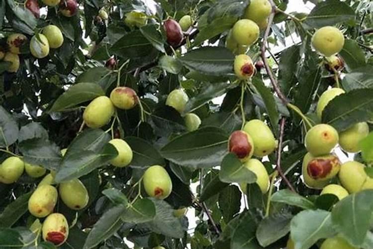 花青素作用和功效