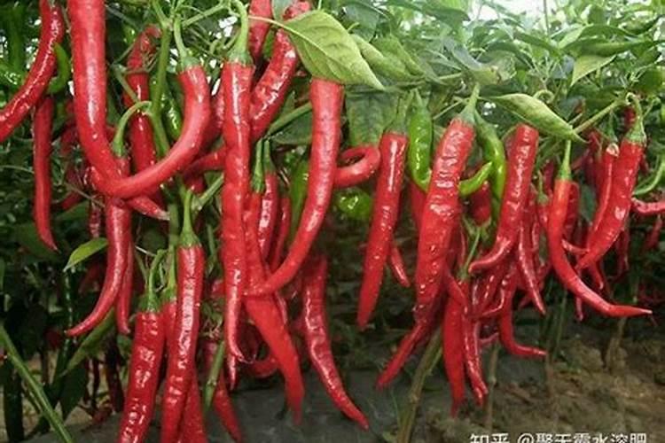 餐调家关注:安琪酵母市场份额一直上升,未来发展趋势怎么样？