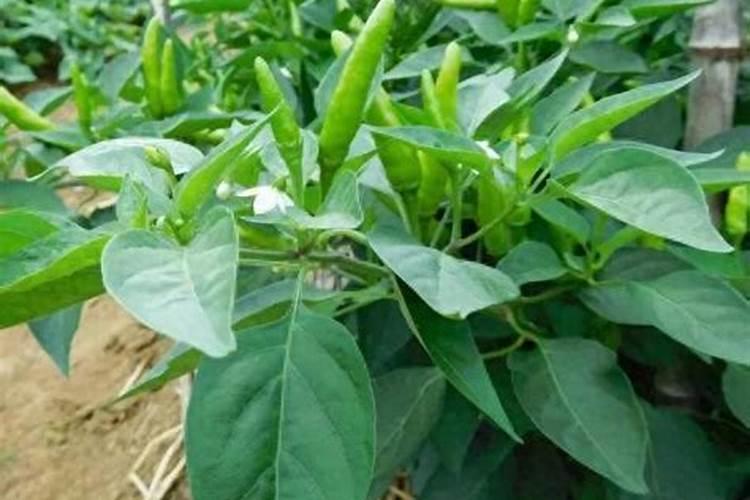 有机肥一袋要多少钱