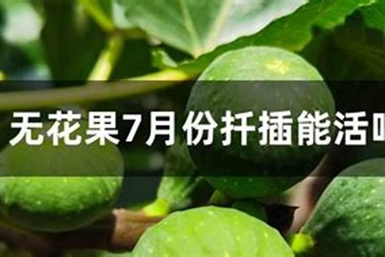 无花果什么时候扦插