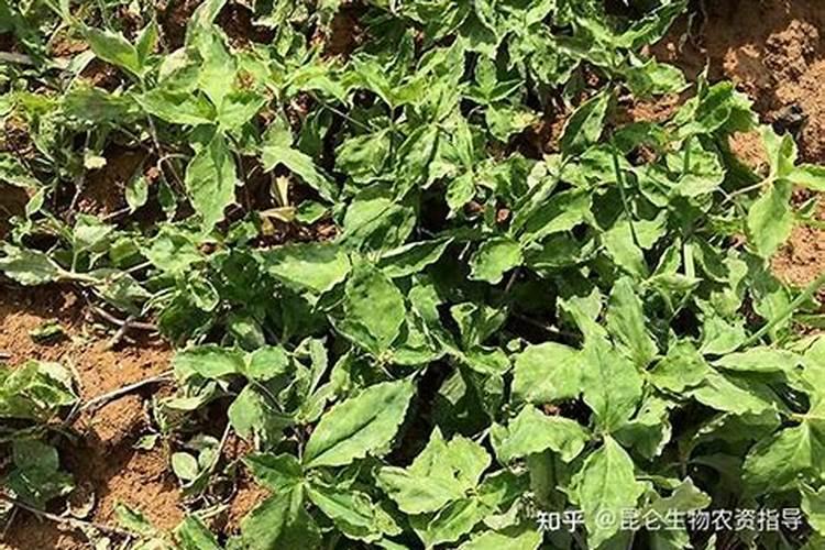 南瓜怎么管理？施什么肥好？