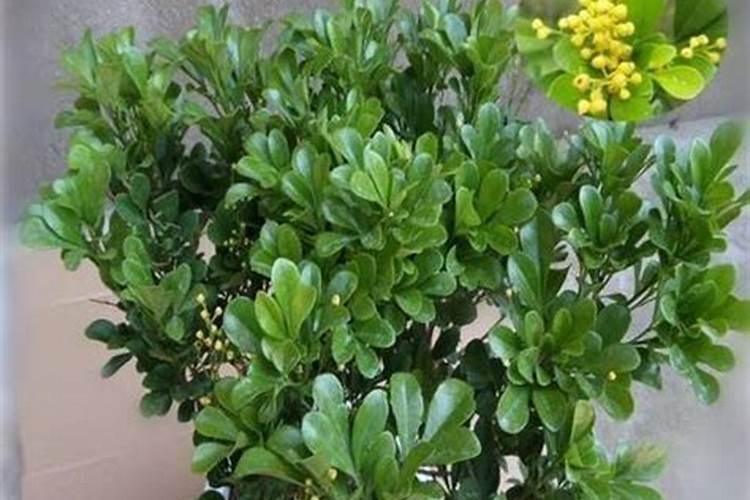 米兰花怎么浇水施肥
