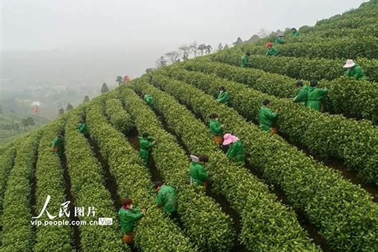 怎么能使高山白茶早发芽早采 你知道吗