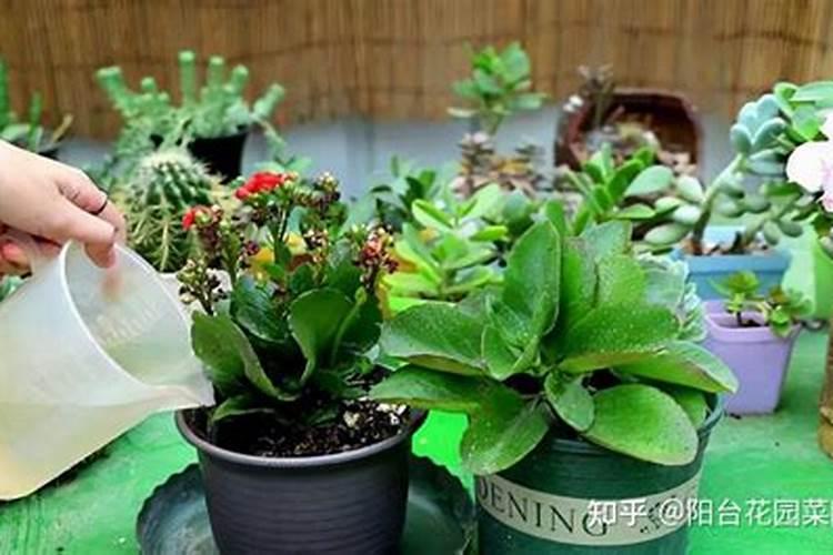 硫酸亚铁和磷酸二氢钾哪个浇花好