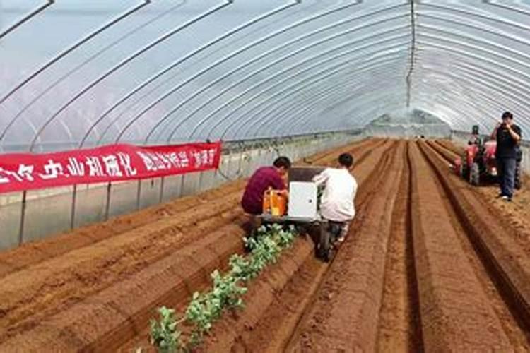 如何使用叶面肥效果好？ 40%超强氧乐果专业防治蚜螨效果好