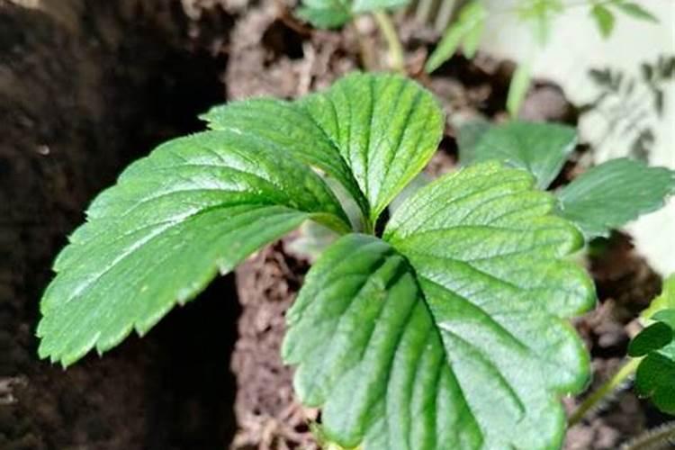种草莓需要施什么肥料