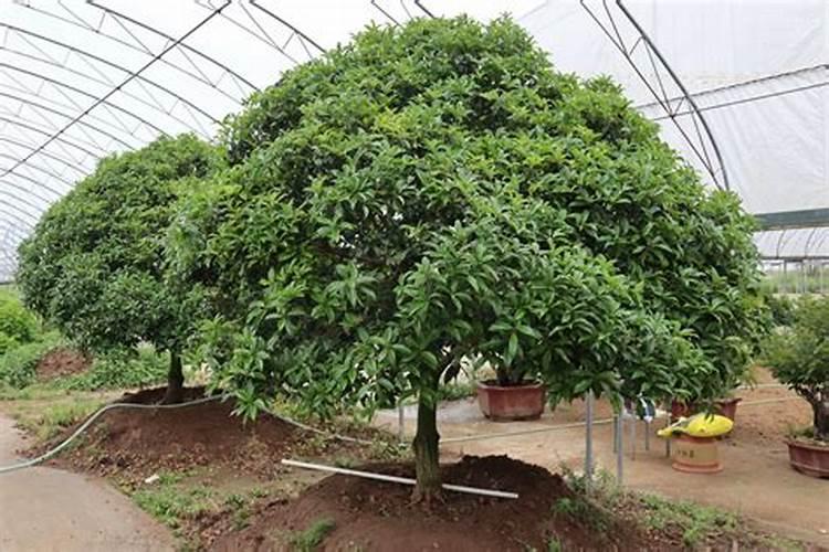 桂花树为什么不会开花