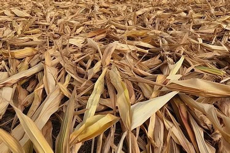 罗汉松浇水的正确方法