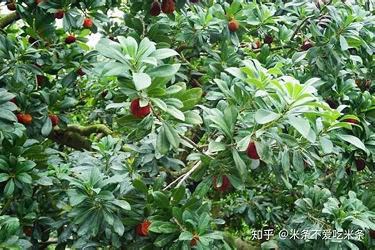 杨梅施钾肥什么时候最好？