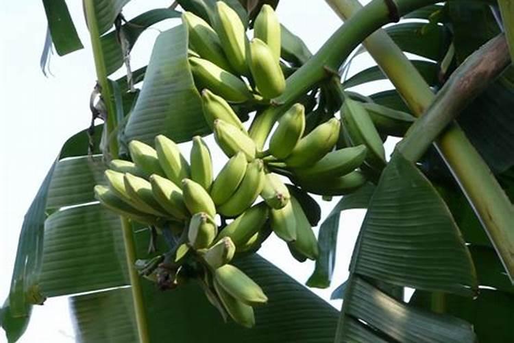 白菜最关键一次追肥时间