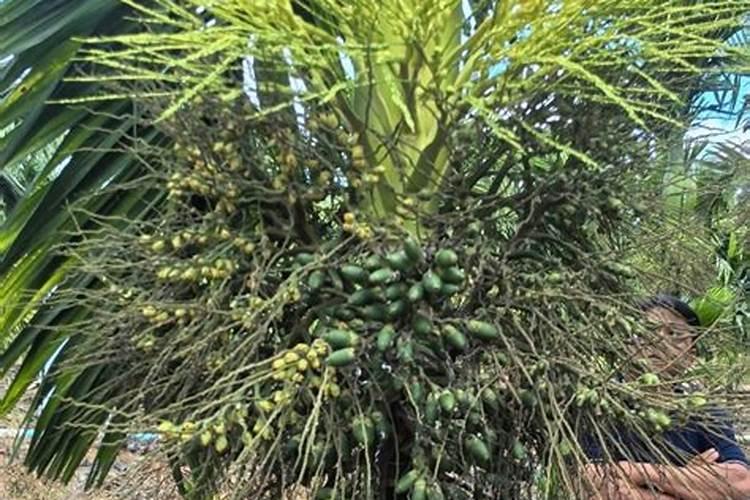 槟榔掉果如何保花保果