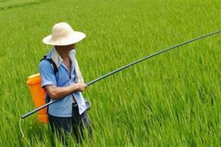 成年槟榔怎样施水肥？