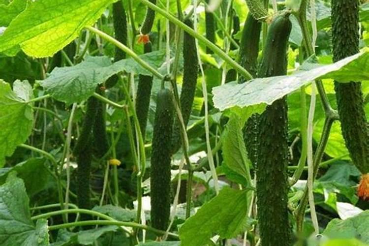 保花保果叶面肥最佳配方,附喷施注意事项