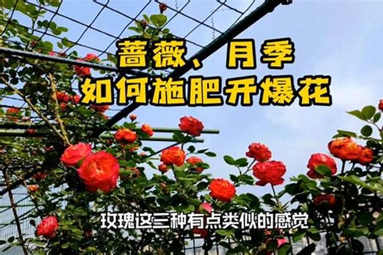爬藤月季怎样长得快长得高