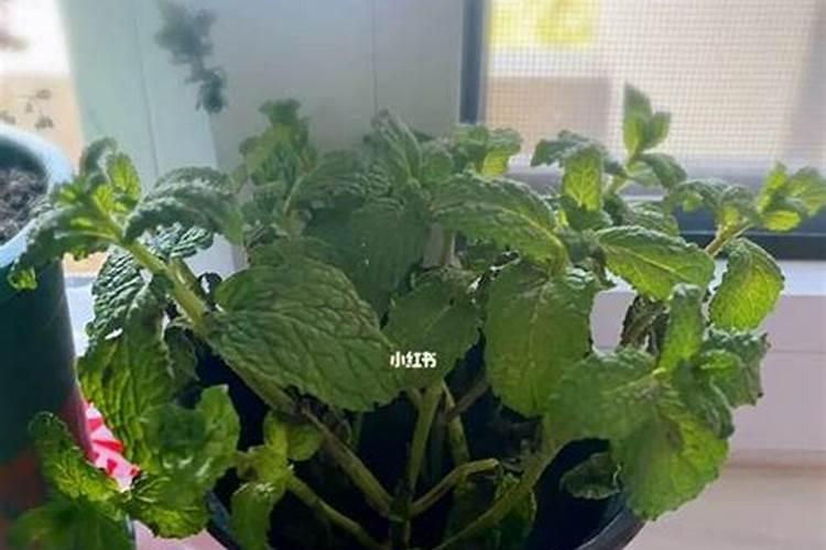 低氯复合肥适用作物