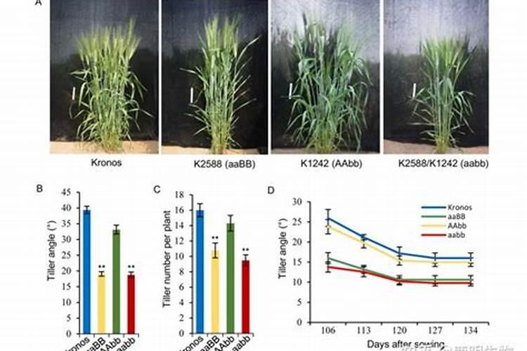 钾肥的最佳使用时间