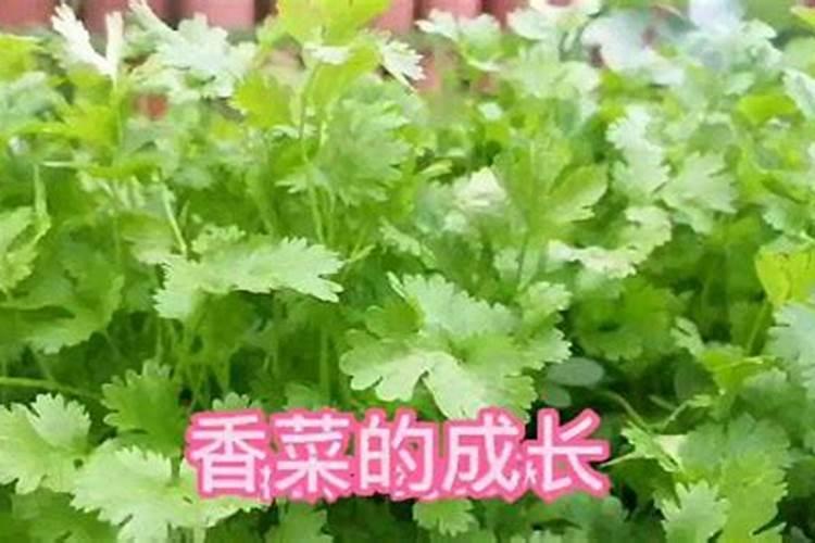 香菜怎么追肥啊,用什么含量的好