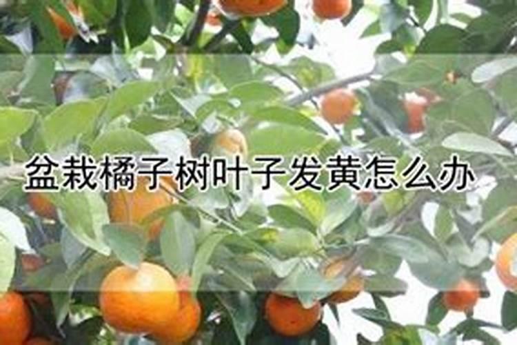 用尿素给长寿花追肥好吗？