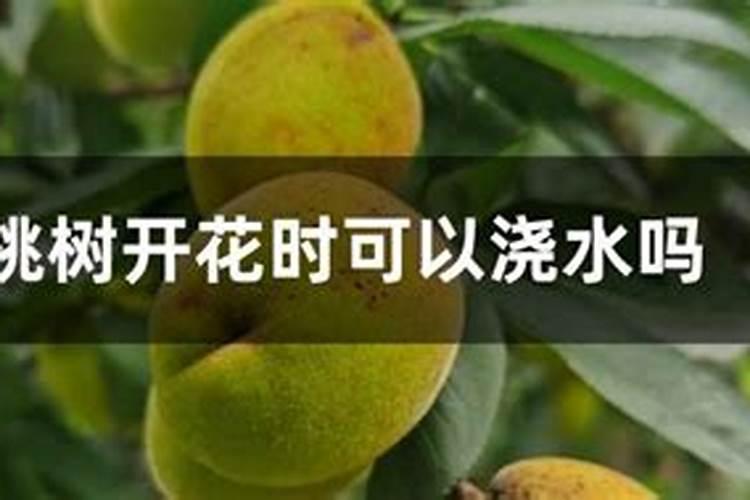 樱桃开花后用什么肥？