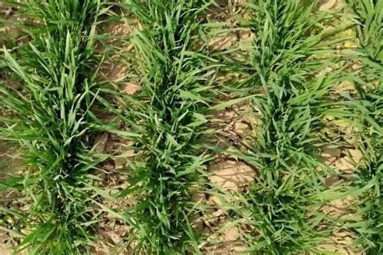 大杉木树应该施什么肥料