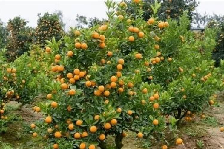 金秋砂糖橘怎么种植能丰产 怎么进行病虫害防治