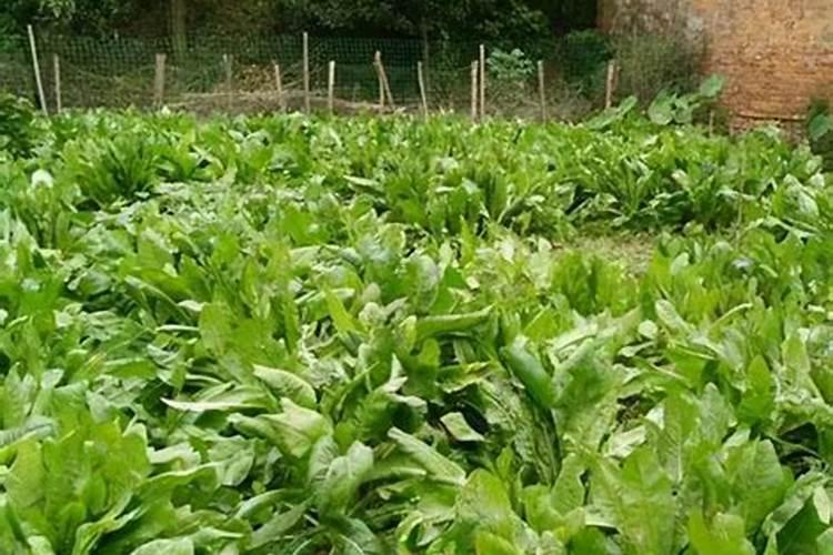 紫花苜蓿怎么种植最好