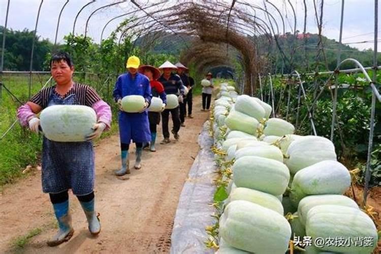 种冬瓜用什么肥料最好