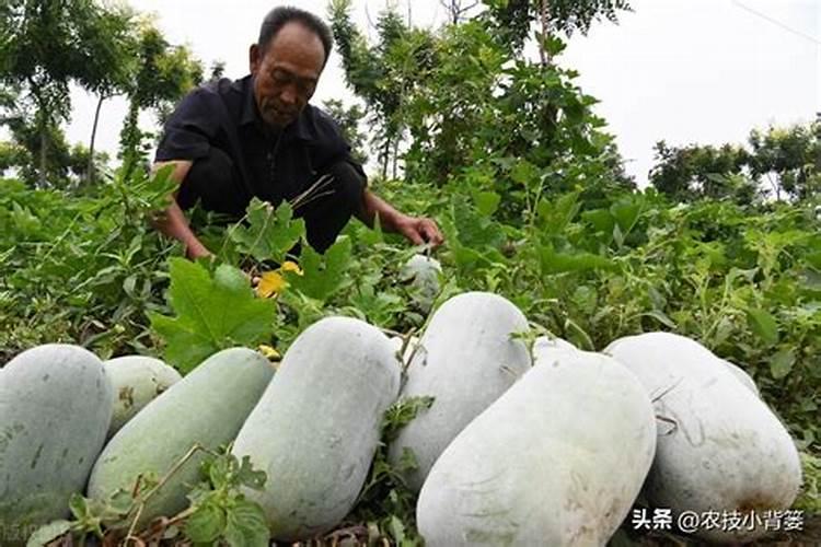 种冬瓜用什么肥料最好