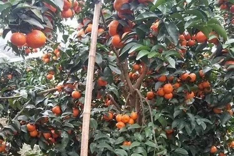柑橘处于开花阶段适合施用何种肥料