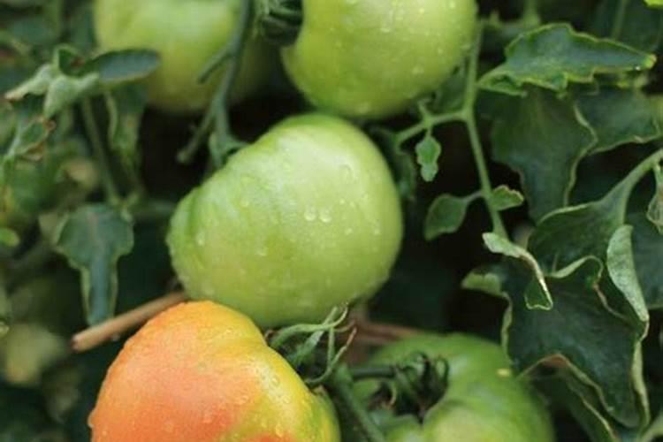 西红柿用什么肥料好