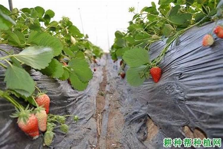 草莓炭疽病影响草莓生长,要怎么应对呢？