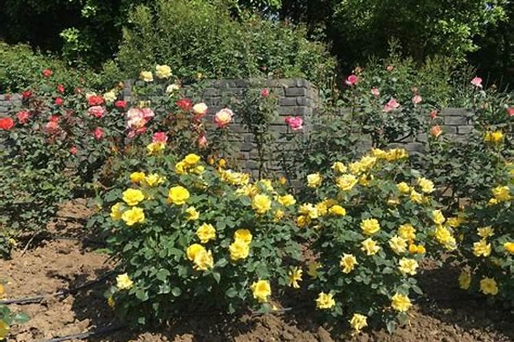 给月季和栀子花咋样施磷酸二氢钾肥