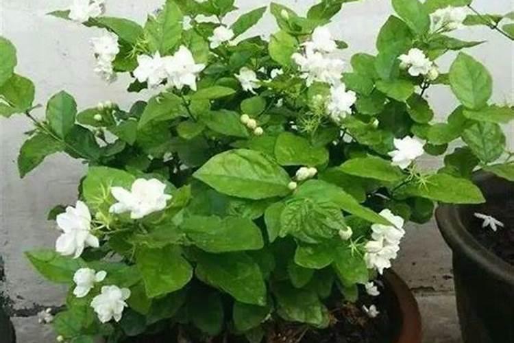 茉莉花施什么肥好,茉莉花施磷钾肥和有机肥最好