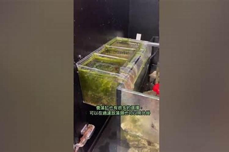 鱼塘亚硝酸盐高怎么办