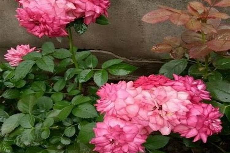 月季施什么肥开花最好